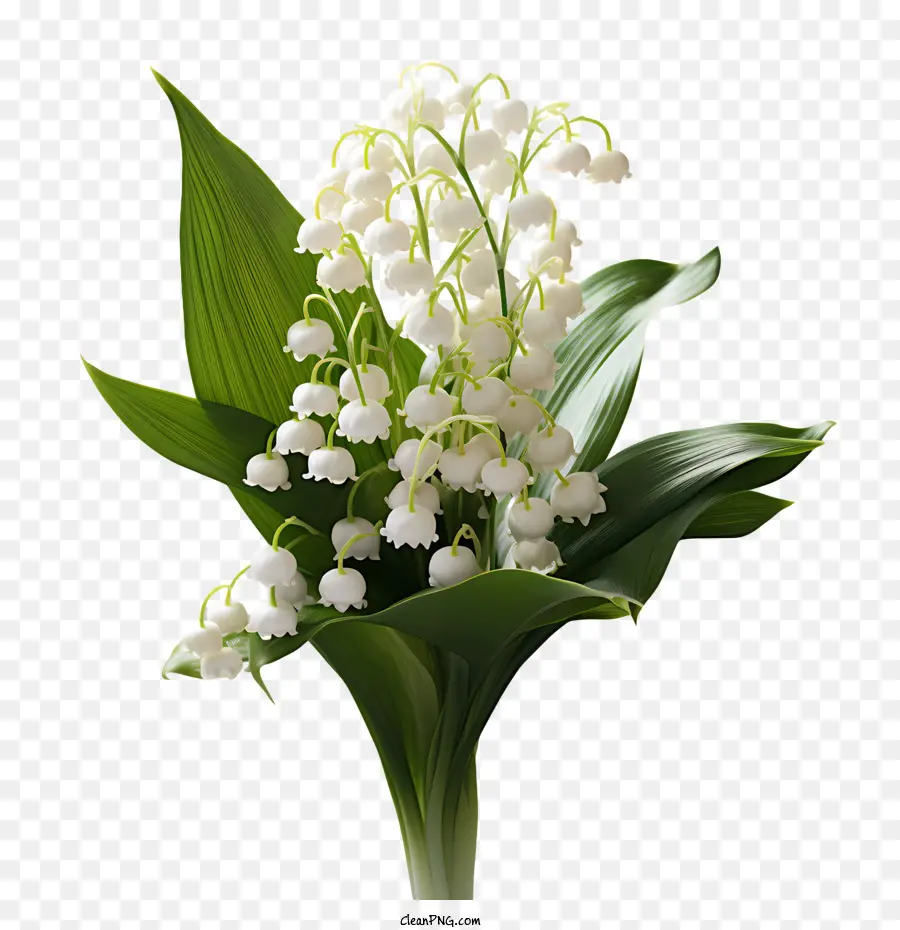 Lily Lembah，Bunga Putih PNG