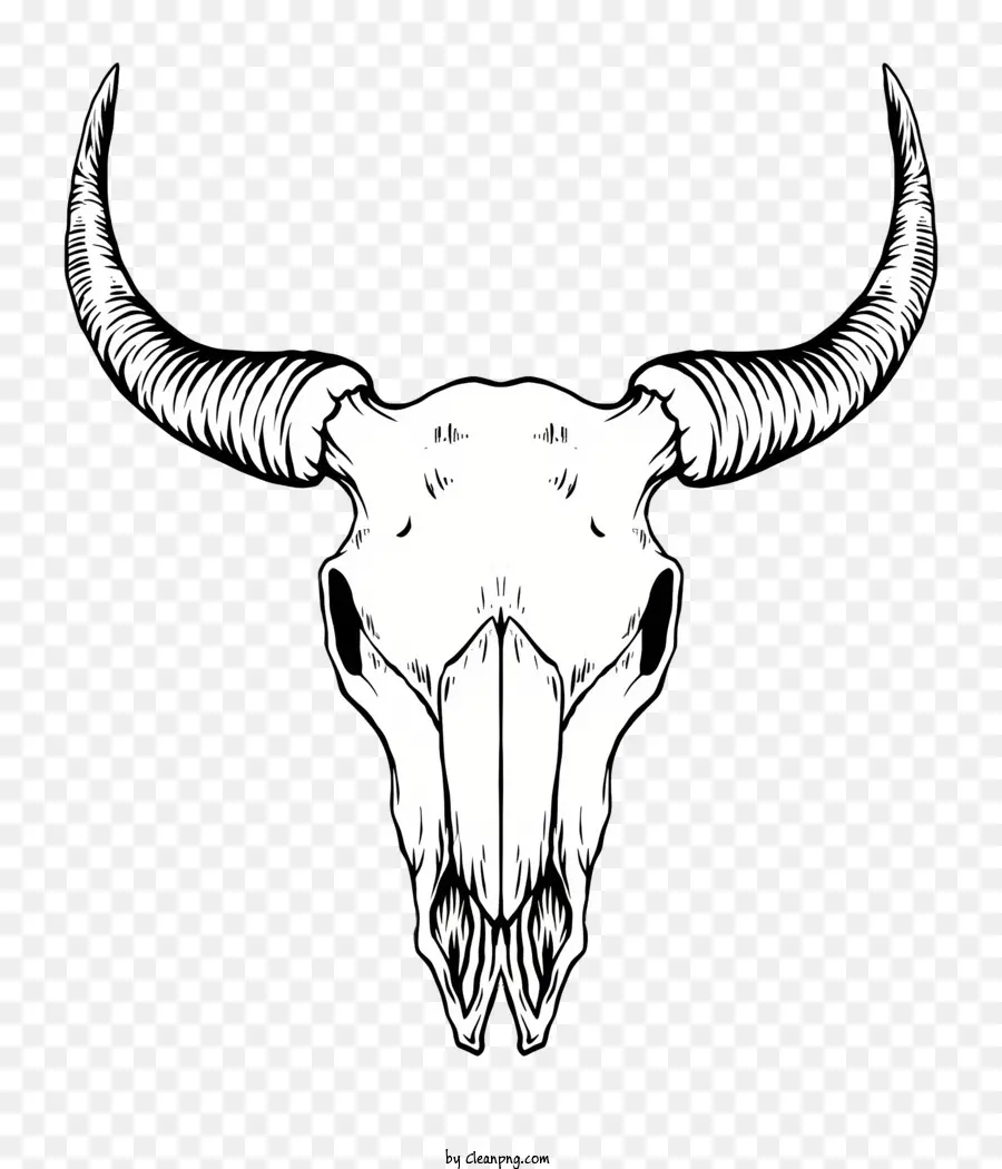 Tengkorak Bison，Tengkorak Banteng PNG