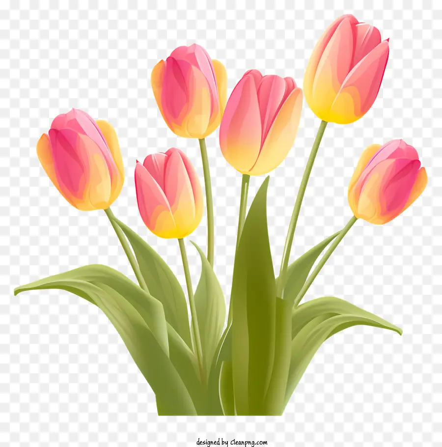 Tulip Merah Muda，Tulip Oranye PNG