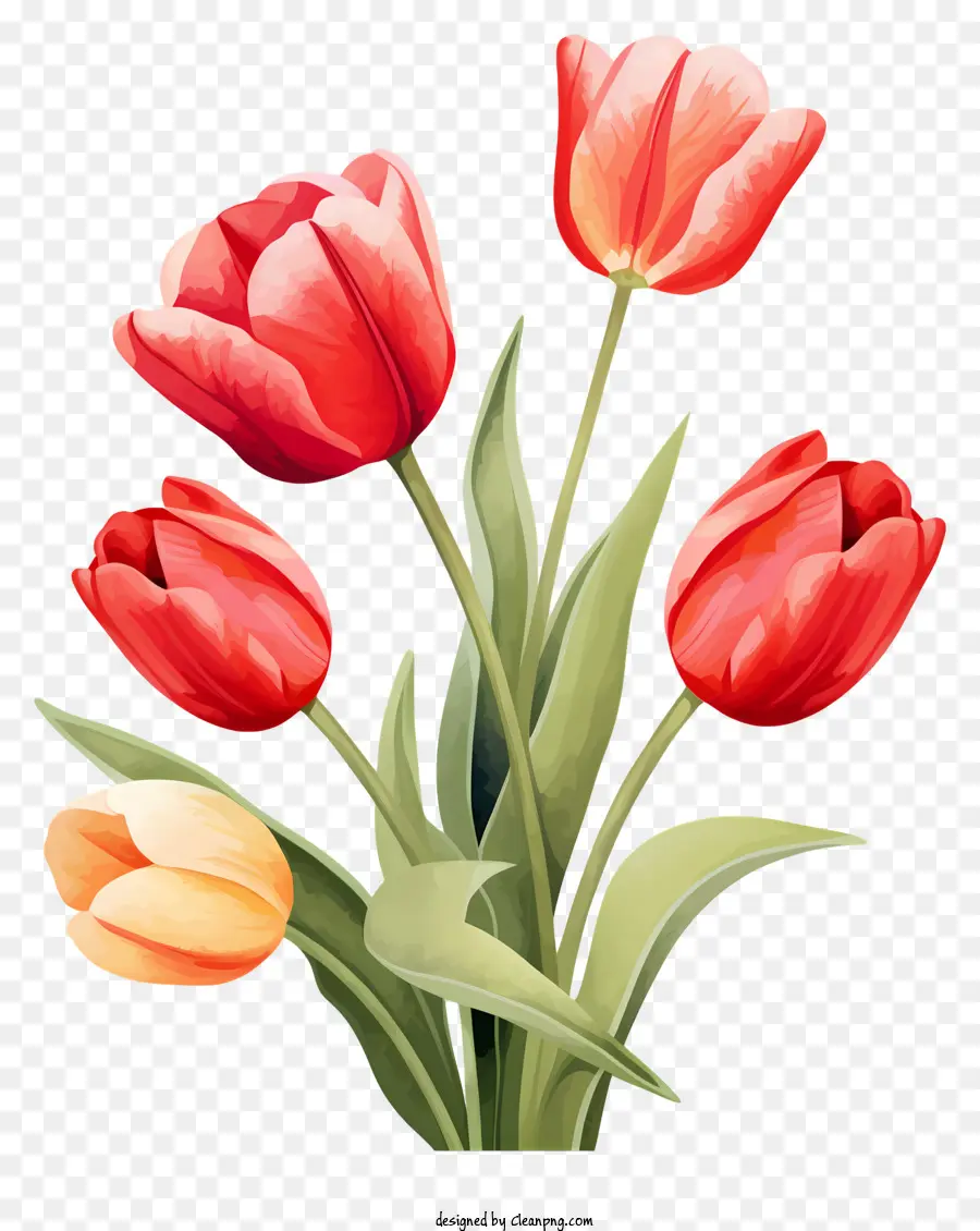 Buket，Tulip PNG