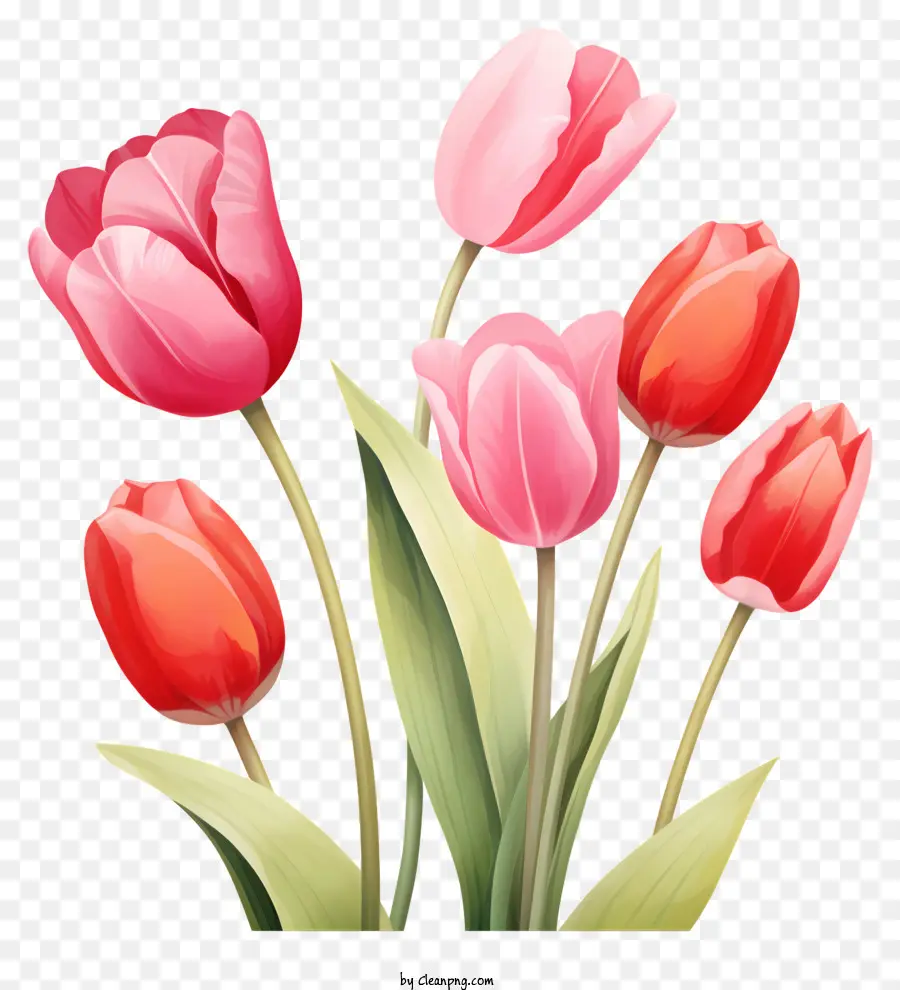 Pink Tulips，Karangan PNG