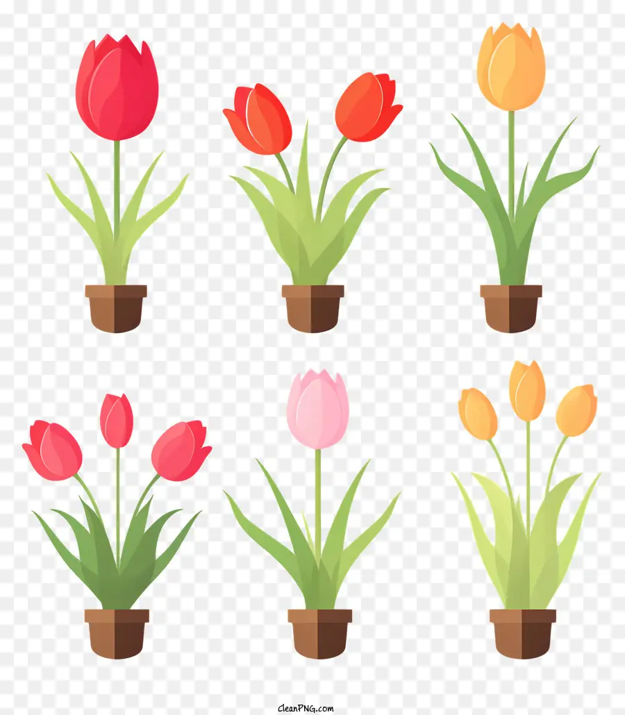 Pot Bunga，Tulip Dalam Pot PNG