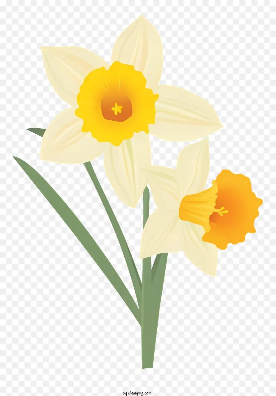 Daffodil，Bunga Putih PNG