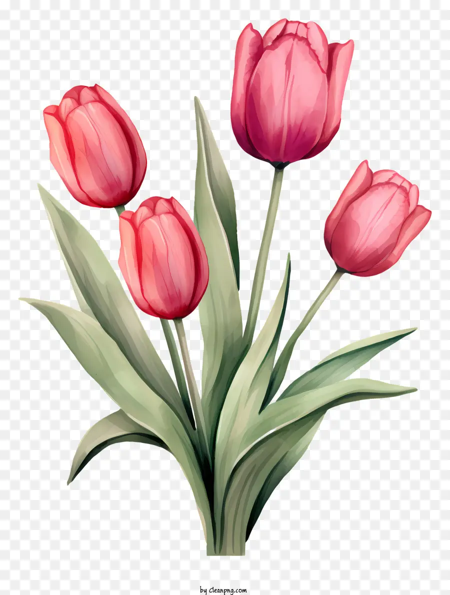 Tulip Merah Muda，Tulip PNG