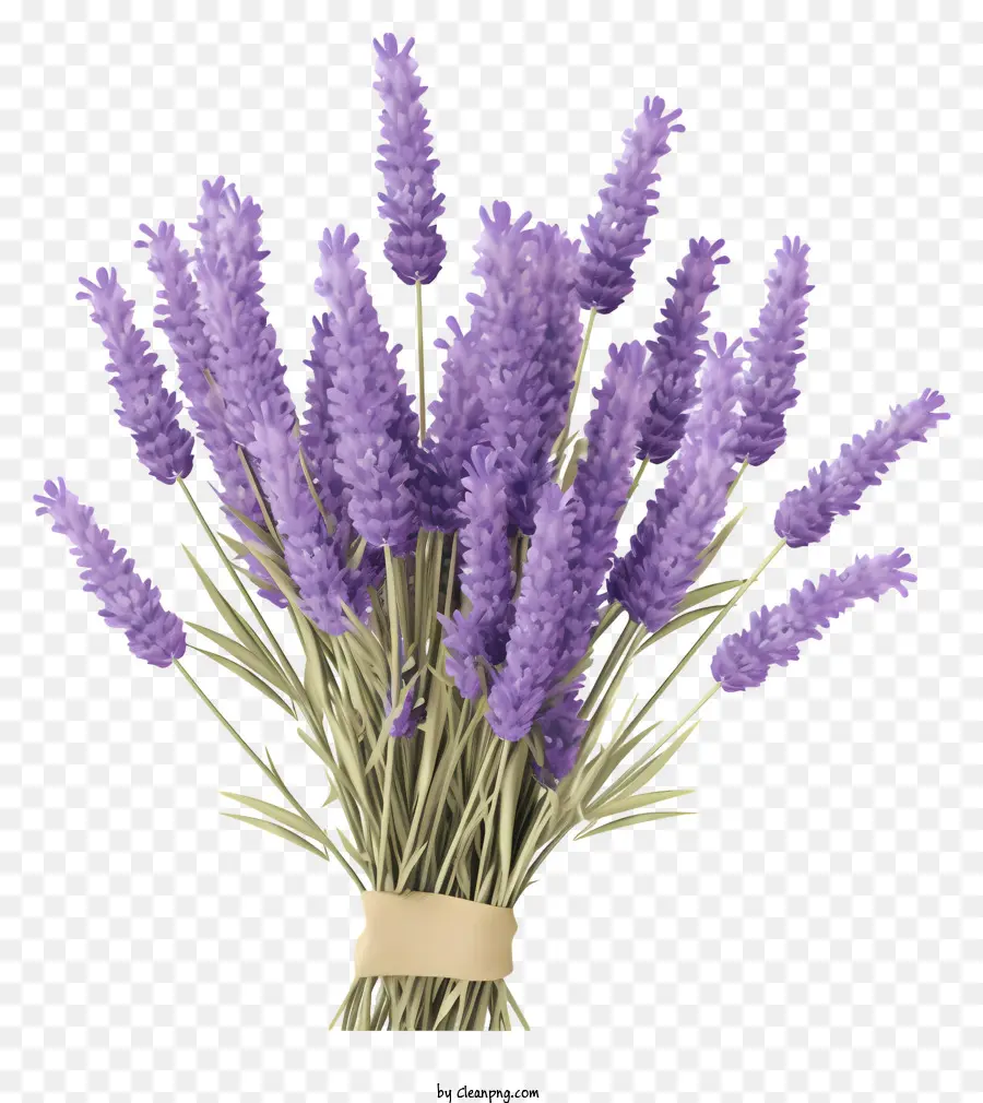 Lavender Buket，Bunga Lavender Ungu PNG