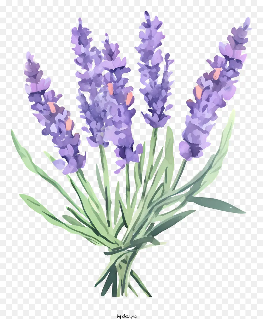Lavender Buket，Bunga Bunga Ungu PNG