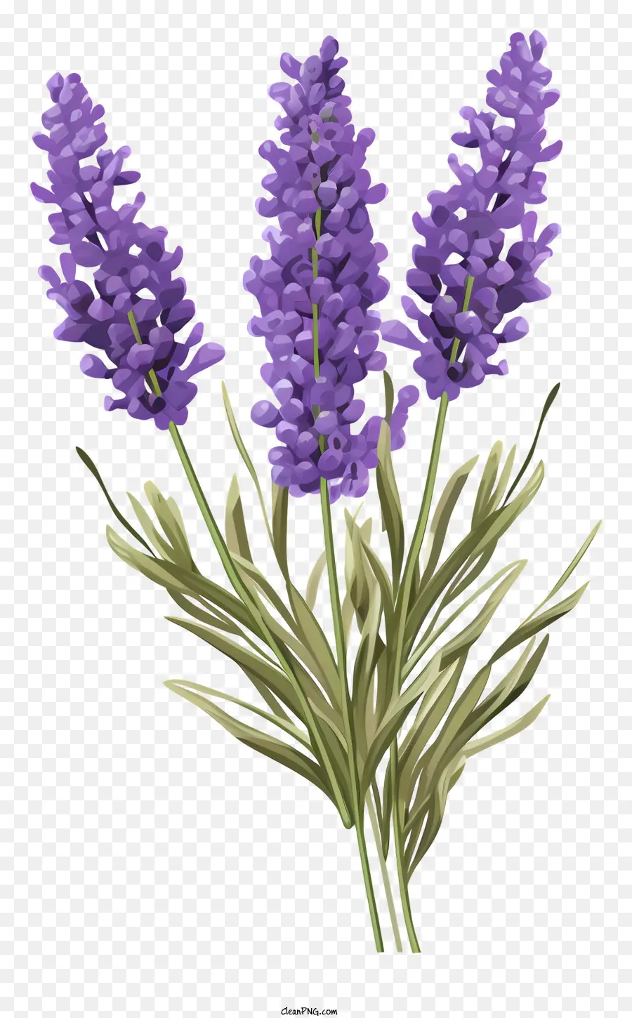 Bunga Lavender，Bunga Bunga Ungu PNG