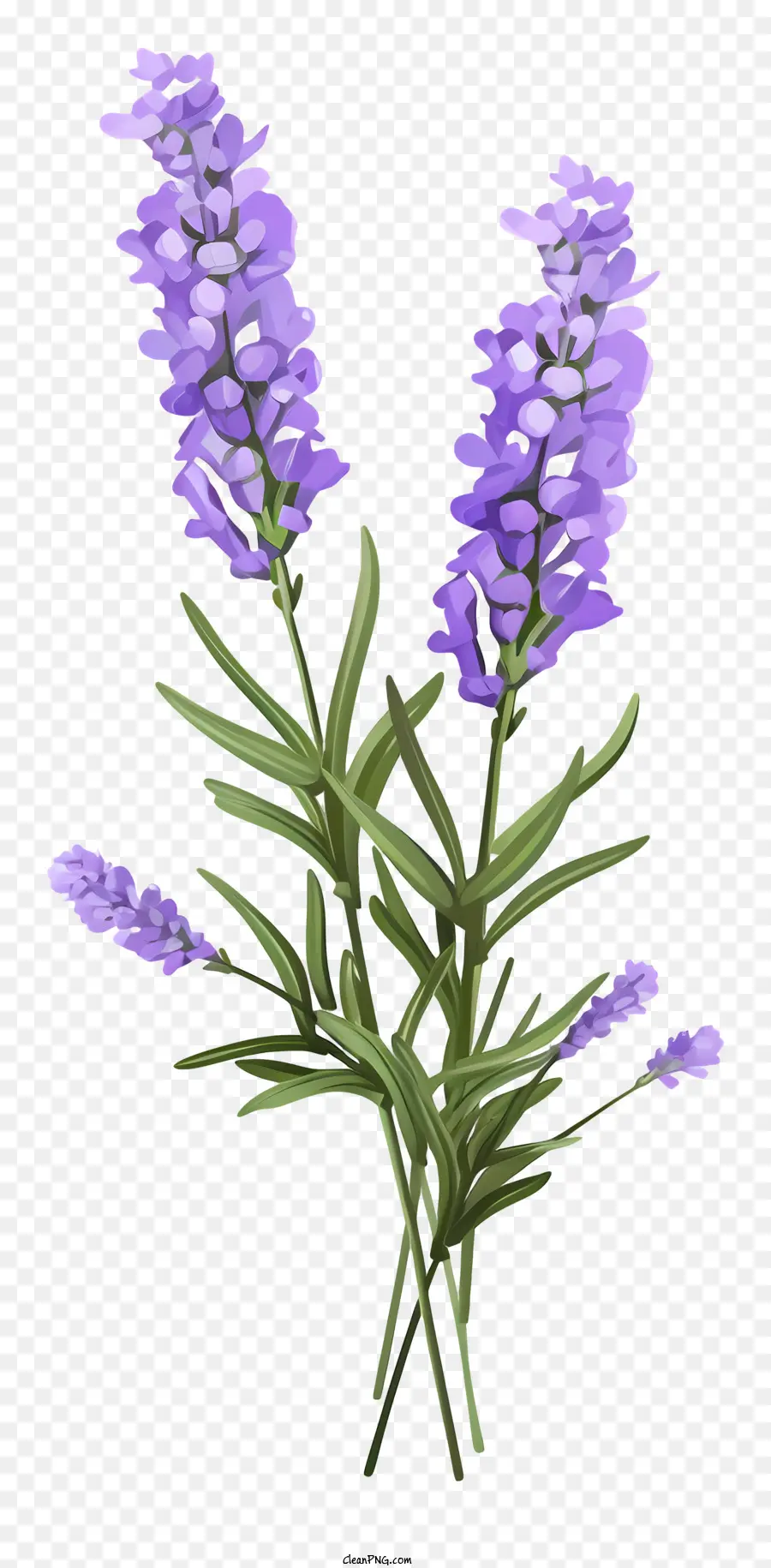 Bunga Lavender，Warna Lembayung Muda PNG