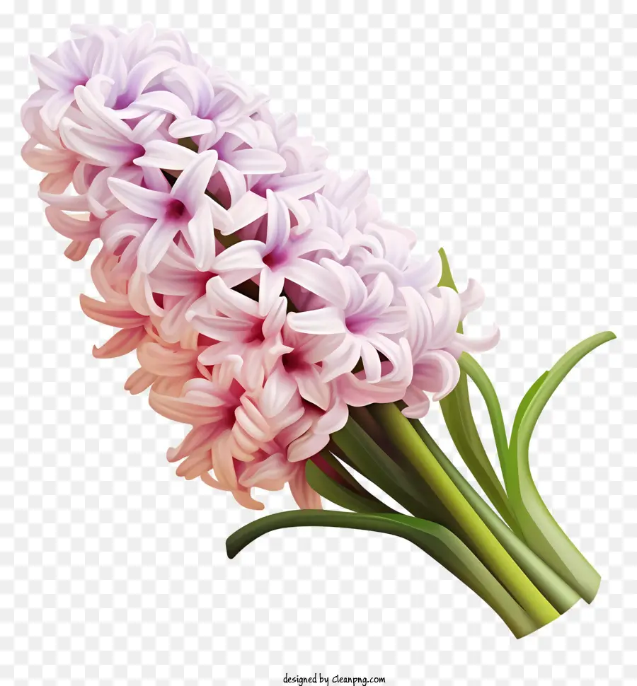 Hyacinth Merah Muda，Hyacinth Ungu Gelap PNG