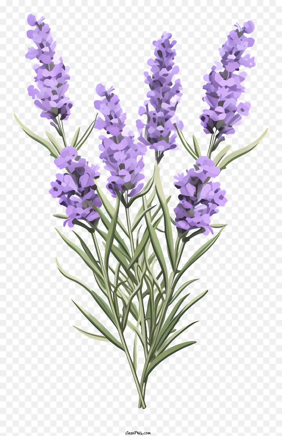 Bunga Lavender，Karangan PNG