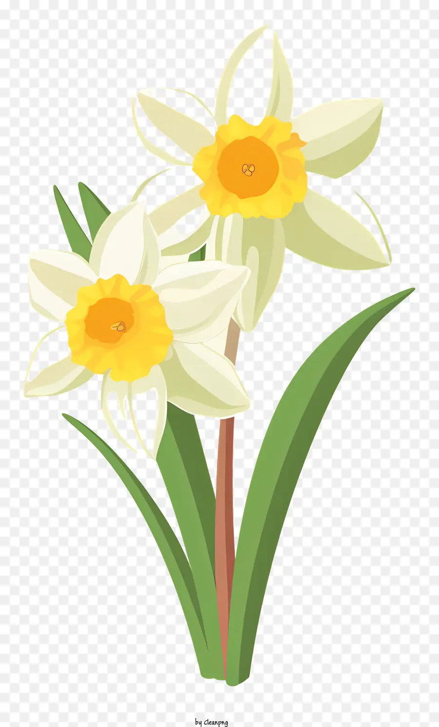 Bunga Bakung，Daffodil Putih PNG