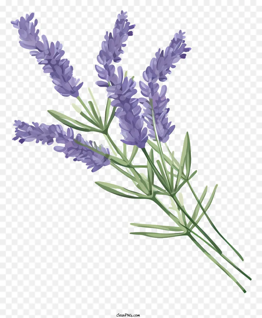 Bunga Lavender，Mekar Penuh PNG