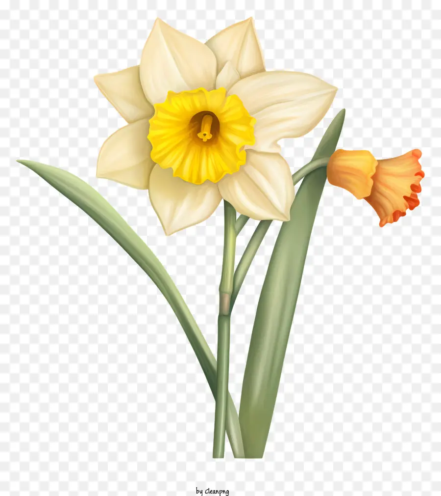 Daffodil Putih，Kelopak Kuning PNG