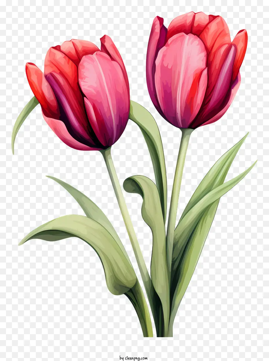 Tulip Merah Muda，Tulip PNG