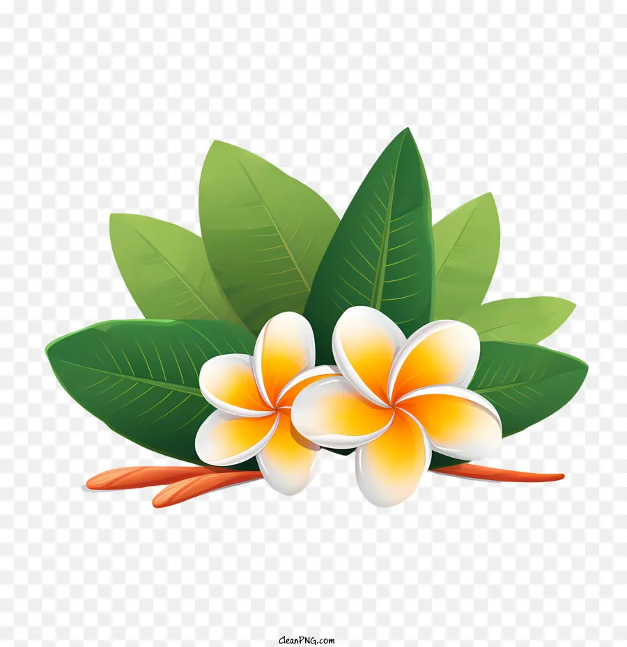 Bunga Kamboja，Flora PNG