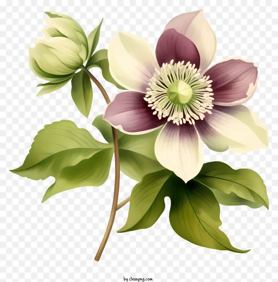Bunga Clematis，Bunga Ungu Dan Putih PNG