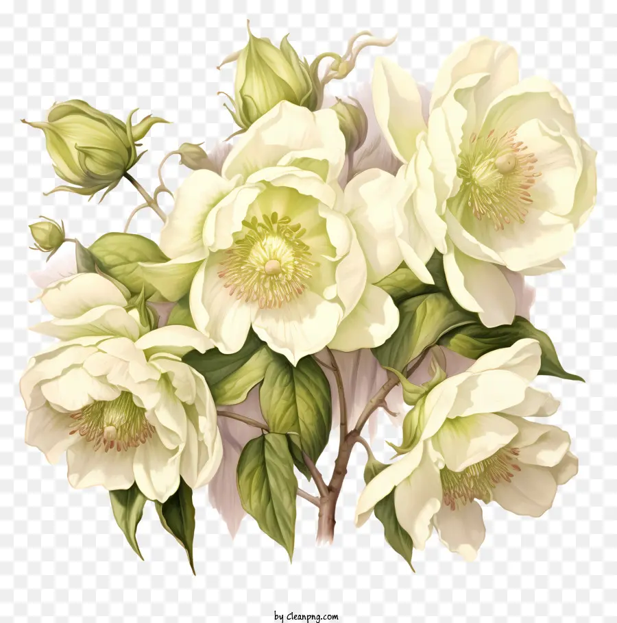 Lili Calla，Bunga Putih PNG