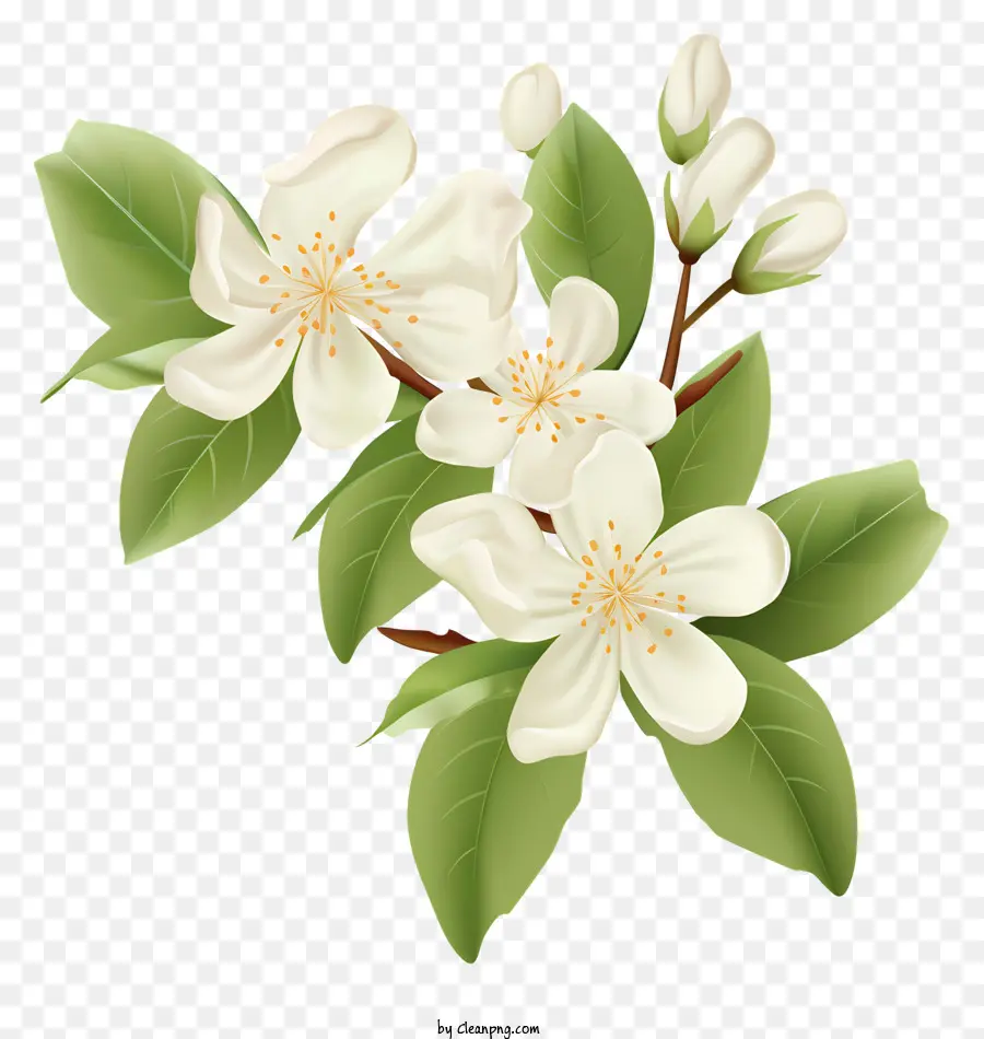 Pohon Apel，Bunga Putih PNG