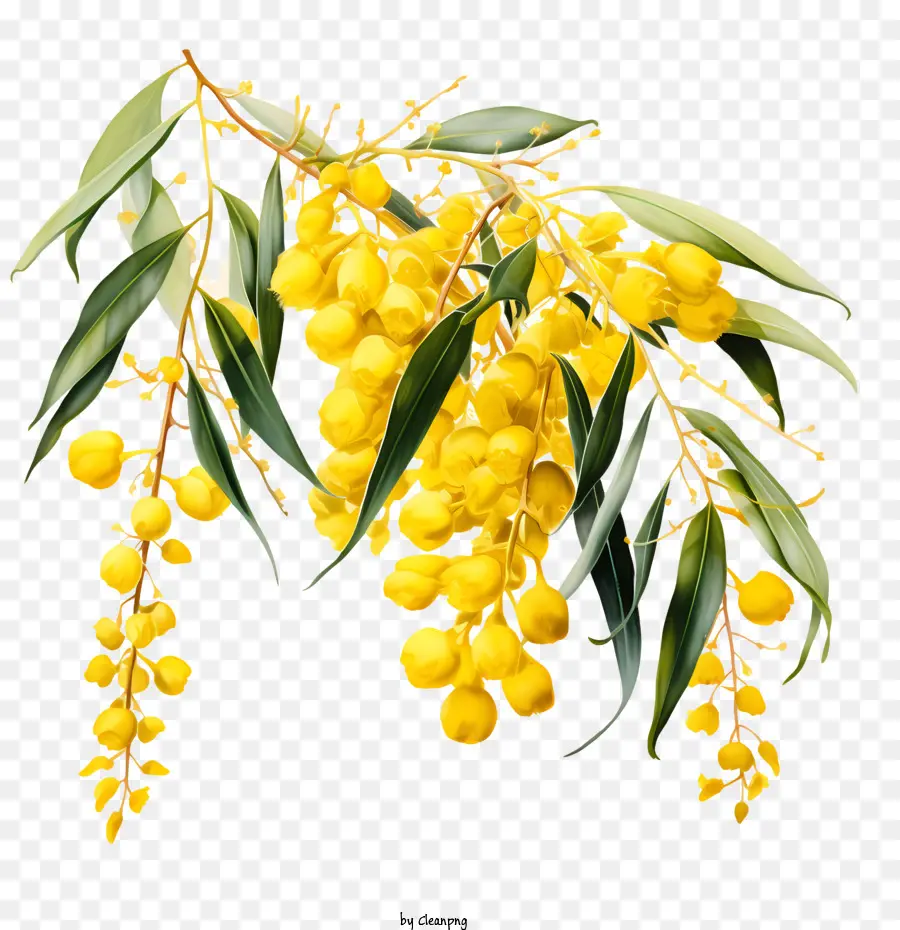 Golden Wattle，Australia PNG