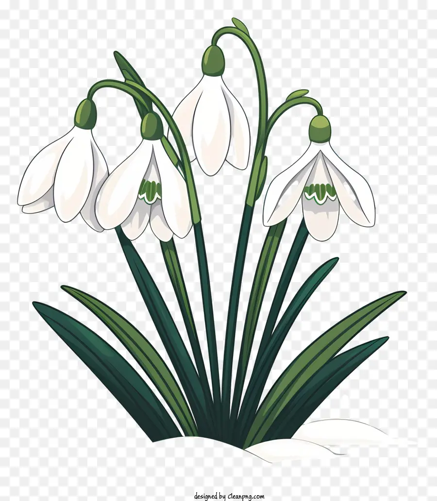 Snowdrops，Bunga Musim Dingin PNG