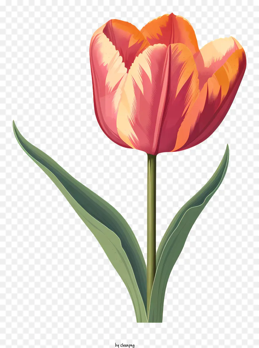 Bunga Tulip，Kelopak Berwarna Cerah PNG
