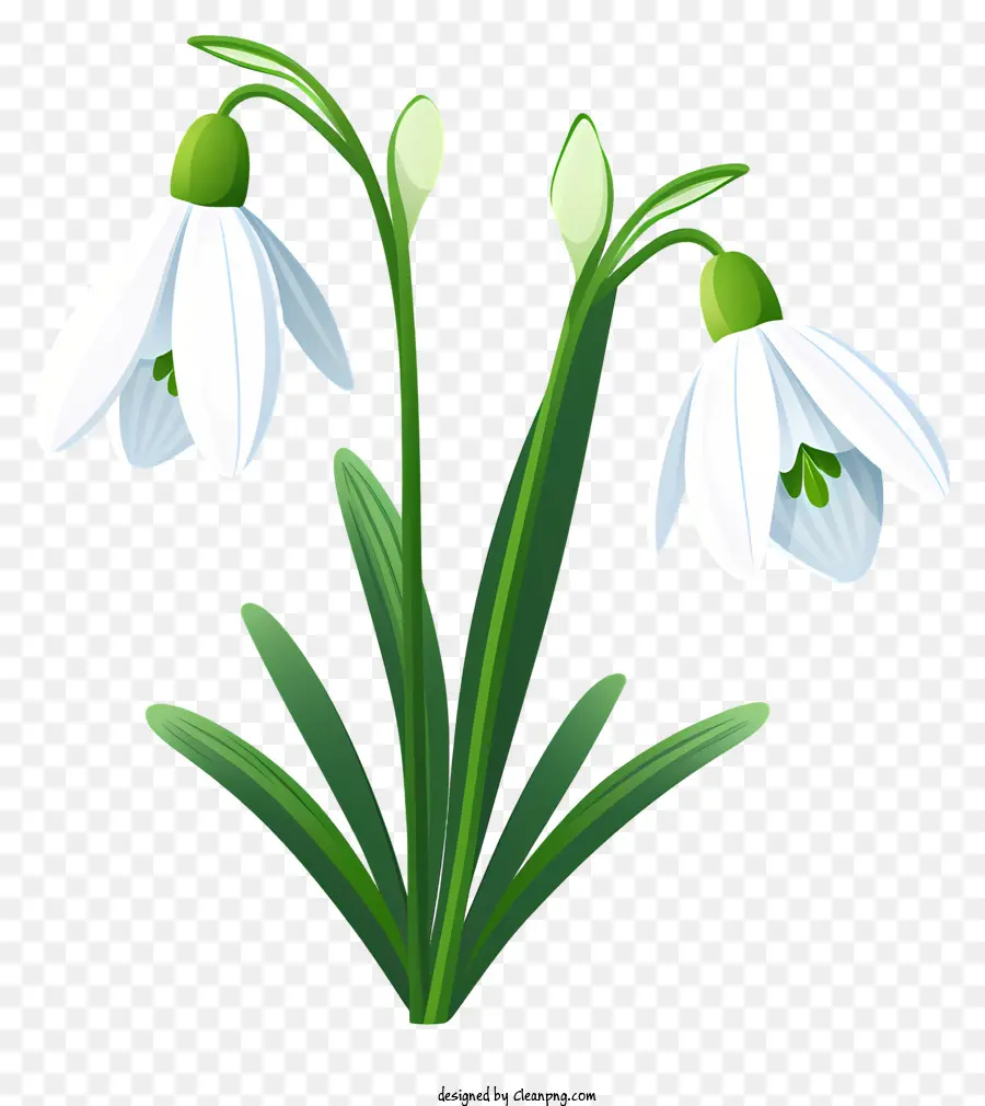 Snowdrops，Bunga PNG