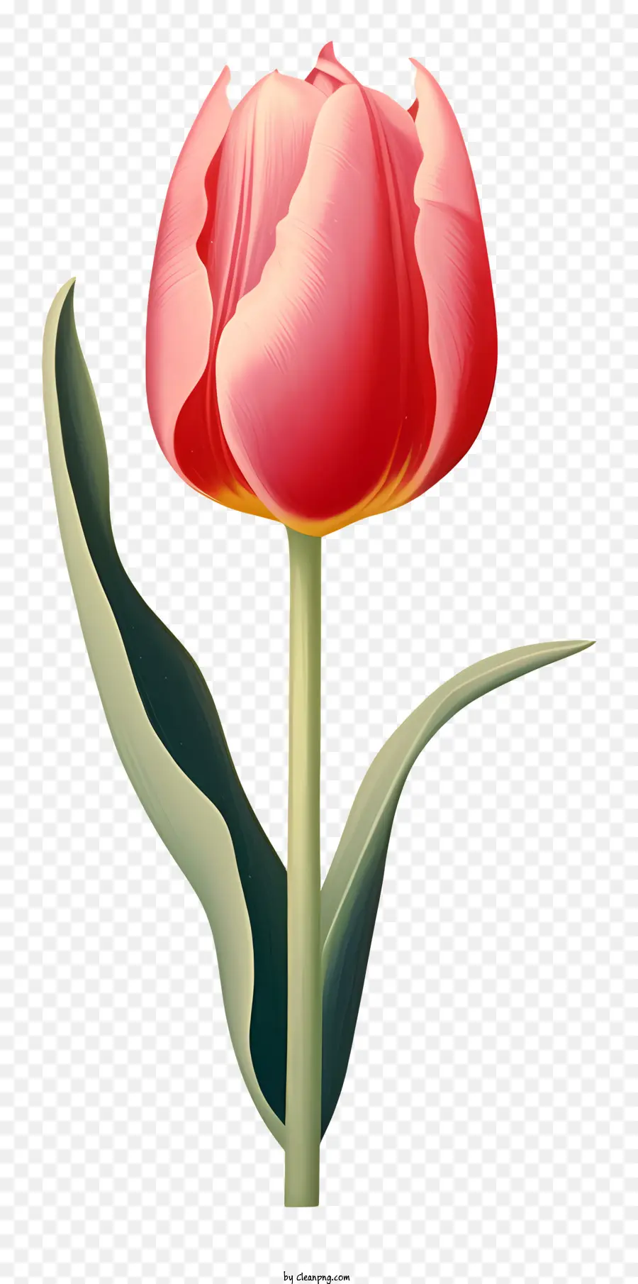 Tulip Merah Muda，Bunga Merah PNG