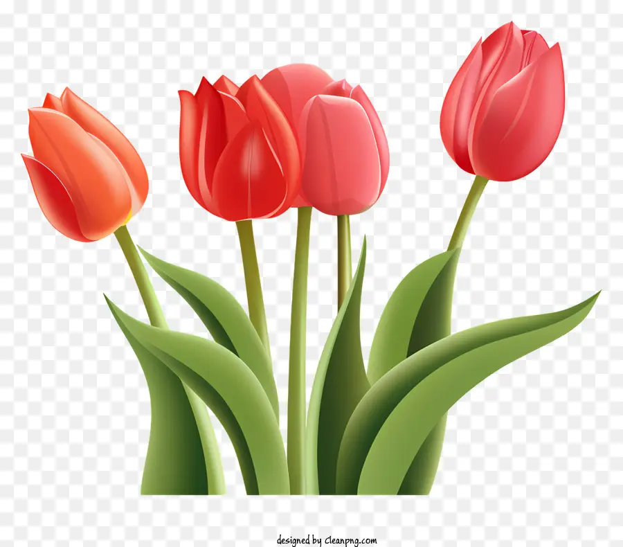 Tulip Berwarna Warni，Tulip PNG