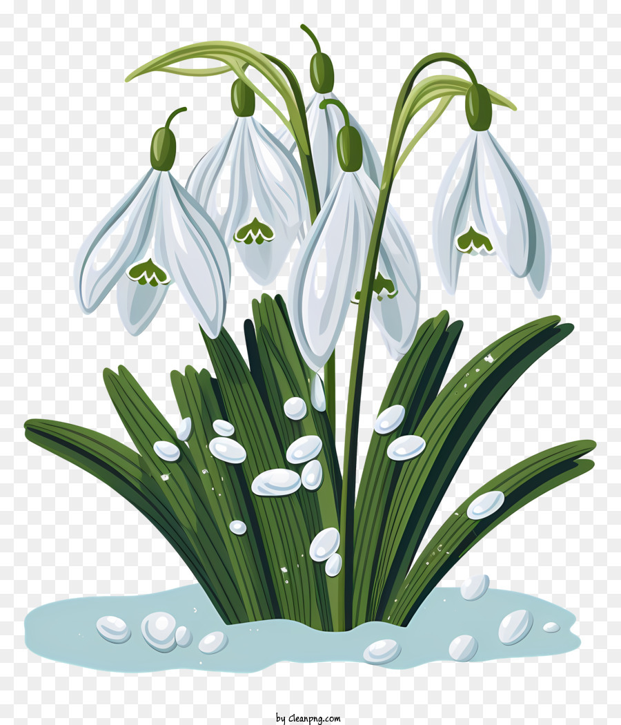 Snowdrops，Bunga Putih PNG