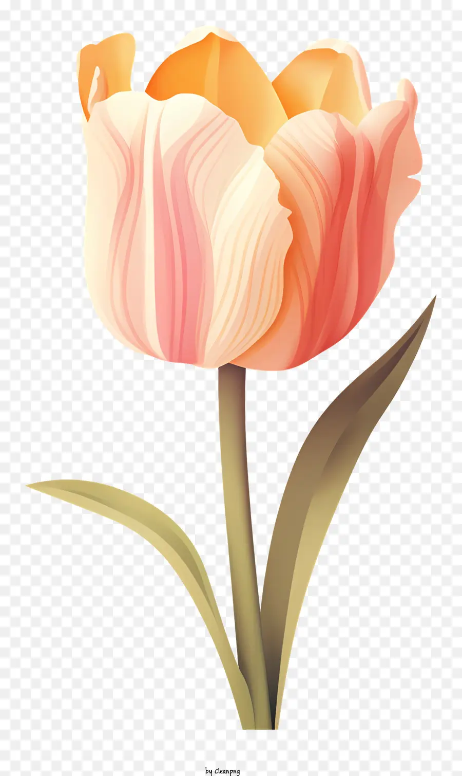 Pink Tulip，Simbolisme Bunga PNG