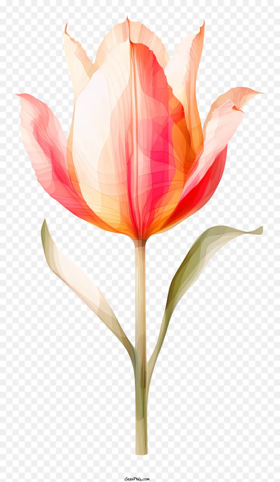 Pink Tulip，Bunga Mekar PNG