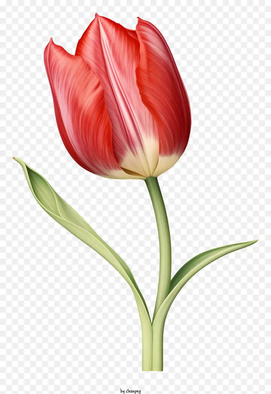 Tulip Merah，Bunga Fotografi PNG