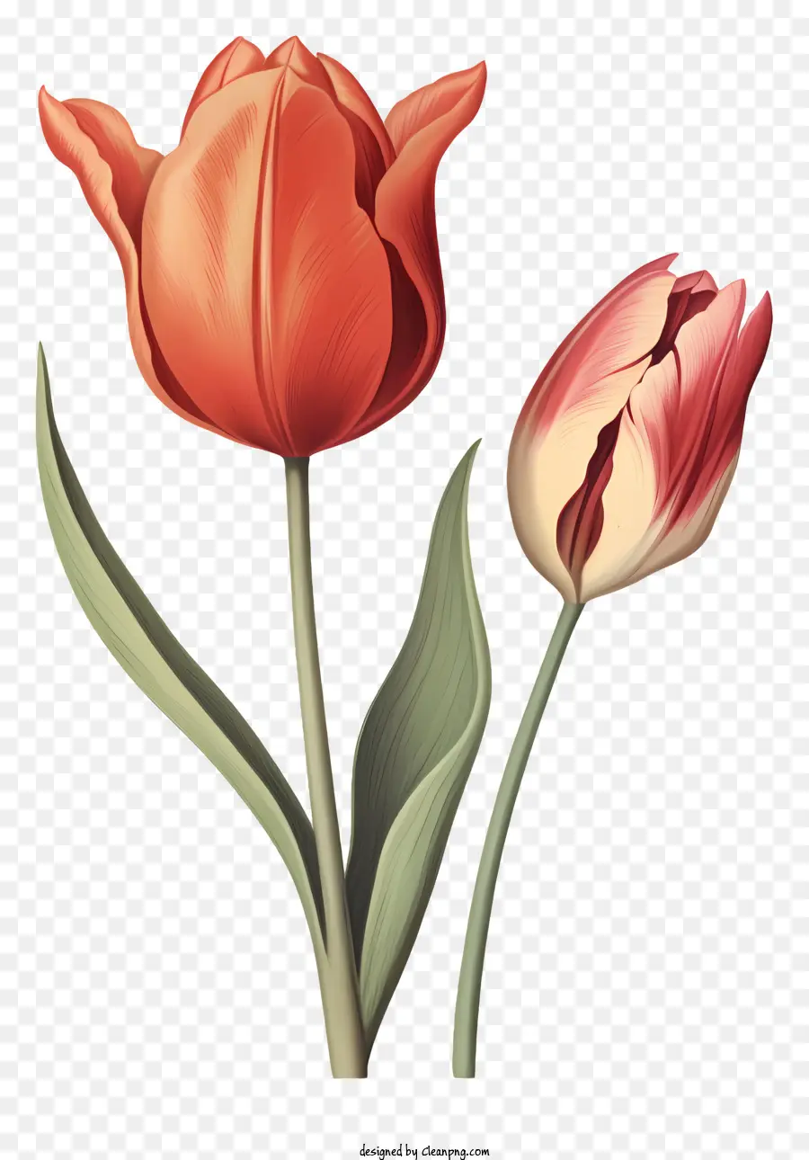 Pink Tulips，Fotografi Bunga Closeup PNG