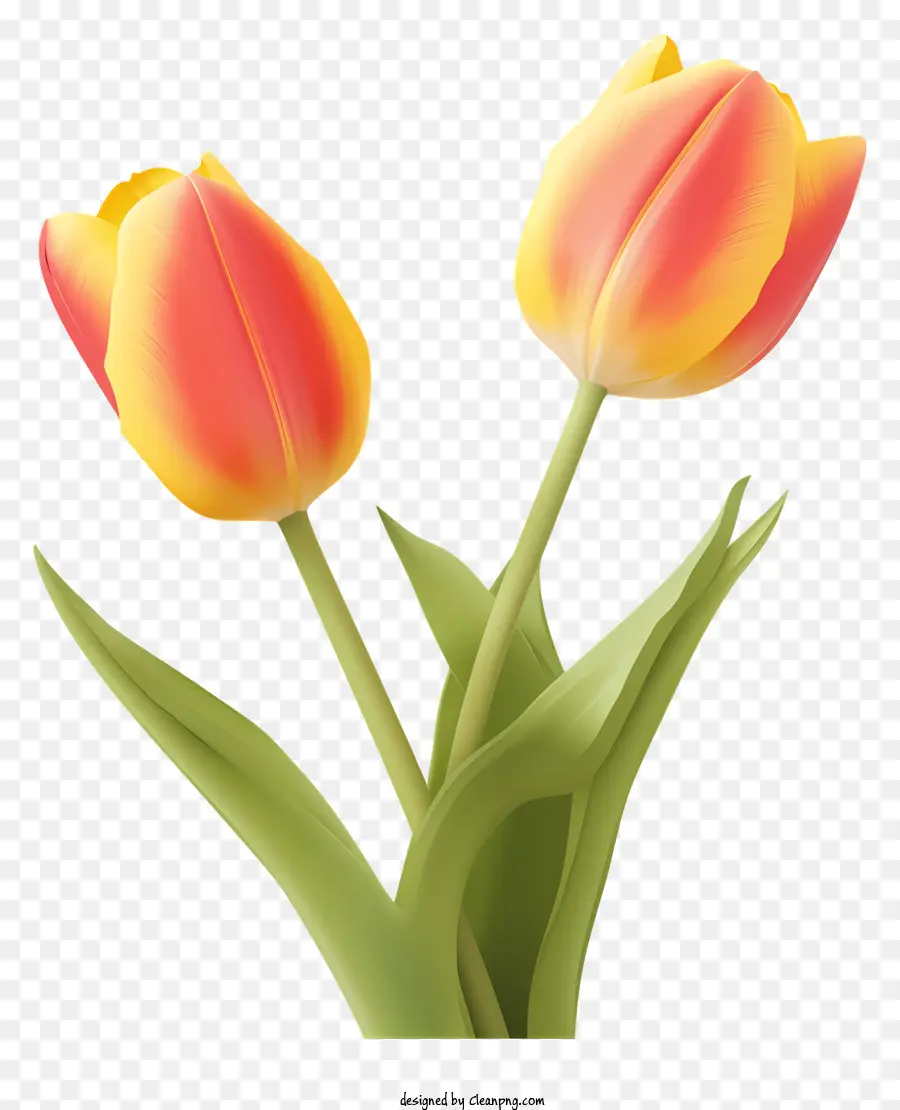 Pink Tulips，Bunga PNG