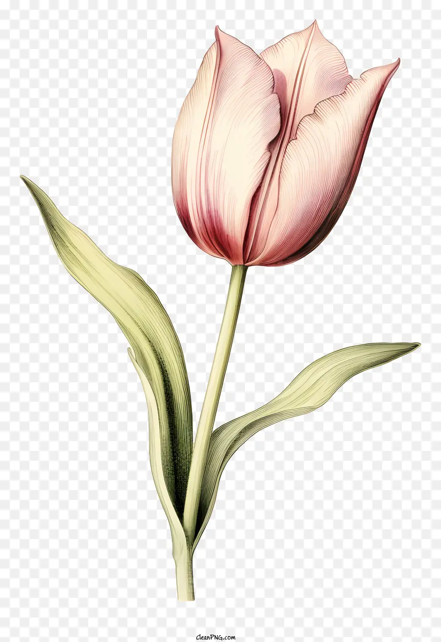 Tulip Merah Muda，Bunga PNG