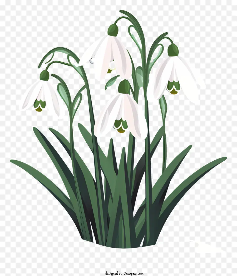 Snowdrops，Bunga Bunga Kecil PNG