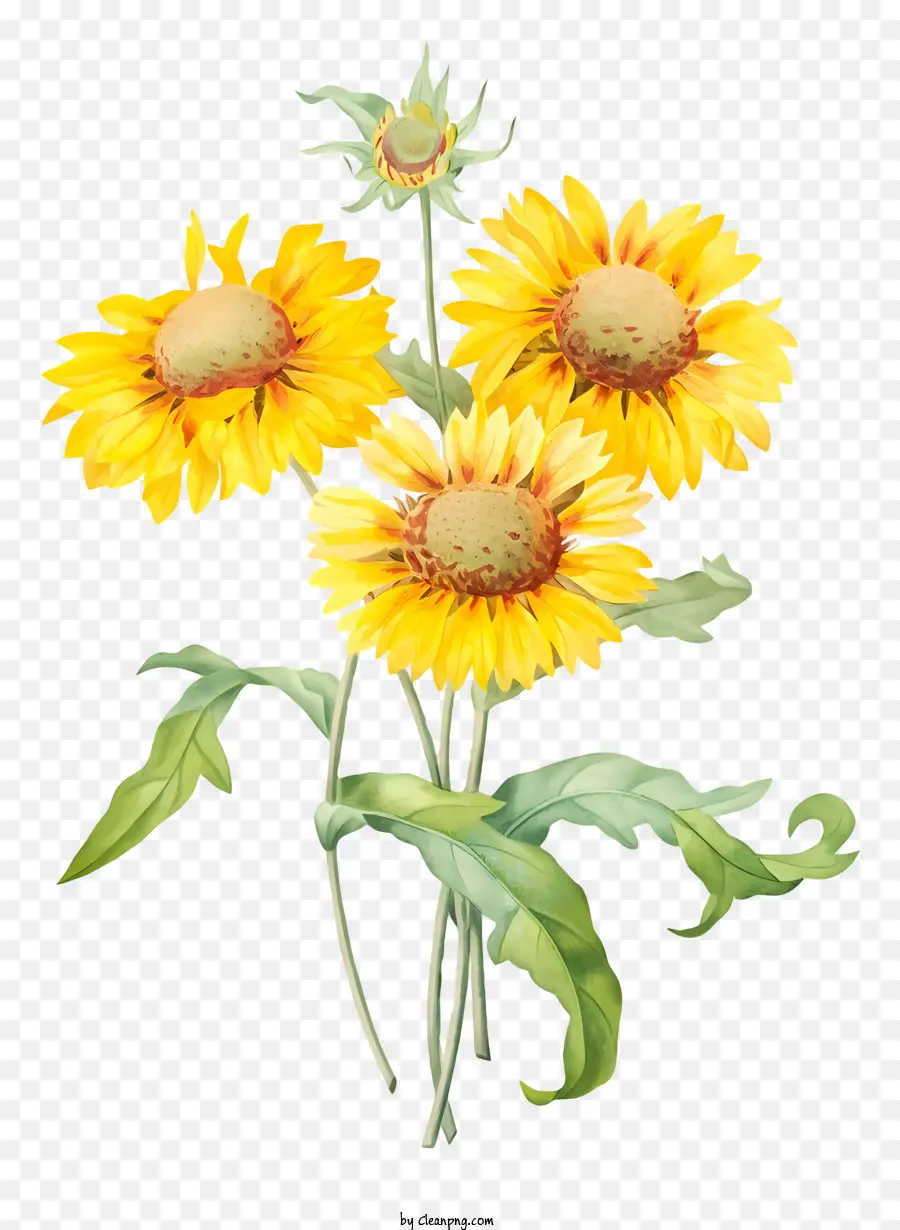 Bunga Matahari，Karangan PNG
