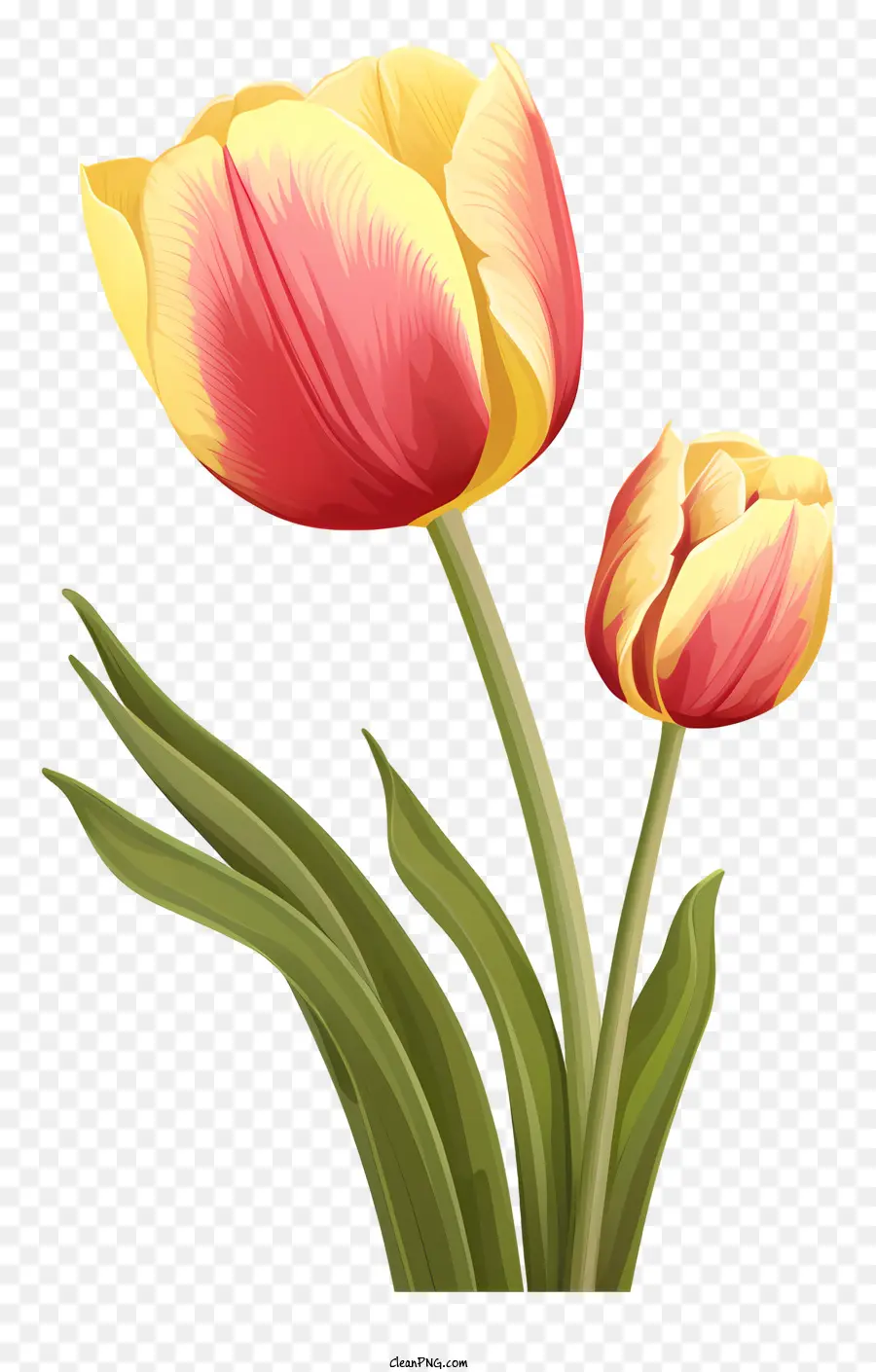 Kata Kunci Tulips，Bunga PNG