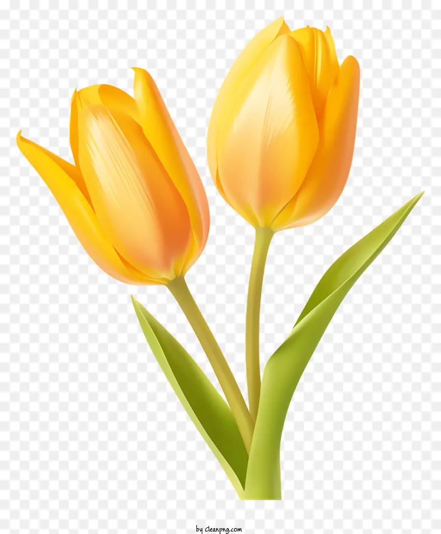 Tulip Kuning，Kelopak Bunga PNG