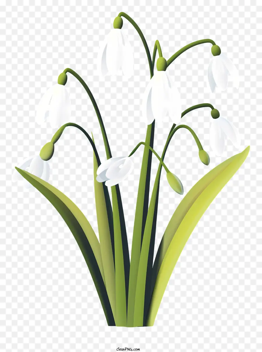 Snowdrops，Bunga Bunga Musim Semi PNG