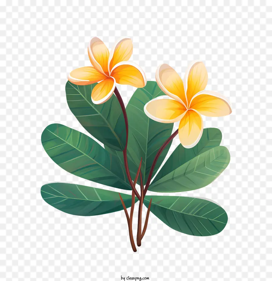 Bunga Plumeria，Bunga PNG