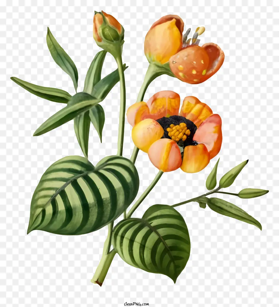 Gambar Bunga，Bunga Oranye PNG