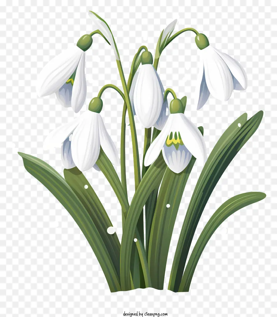 Snowdrops，Bunga PNG