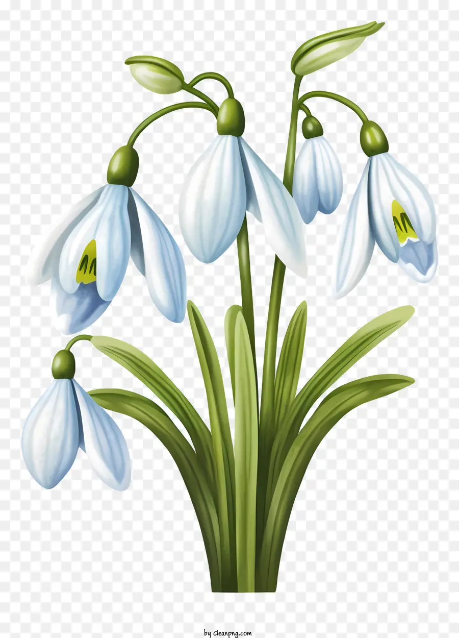 Bunga Putih，Kelopak Biru PNG
