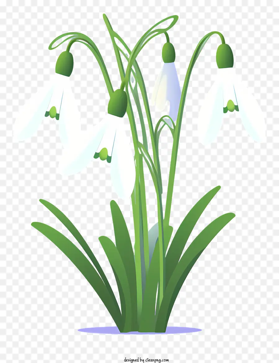 Bunga Putih，Kelopak Putih PNG