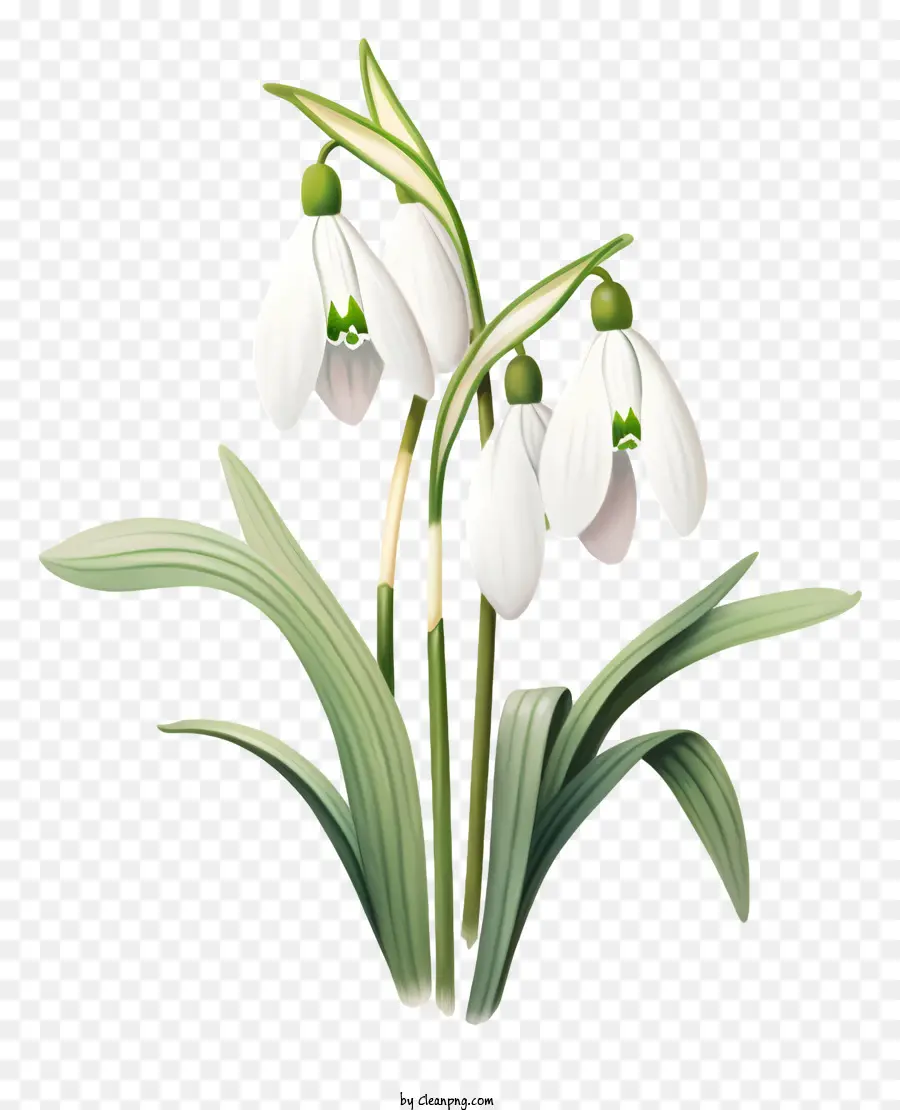 Bunga Snowdrop，Hitam Dan Putih Bunga PNG