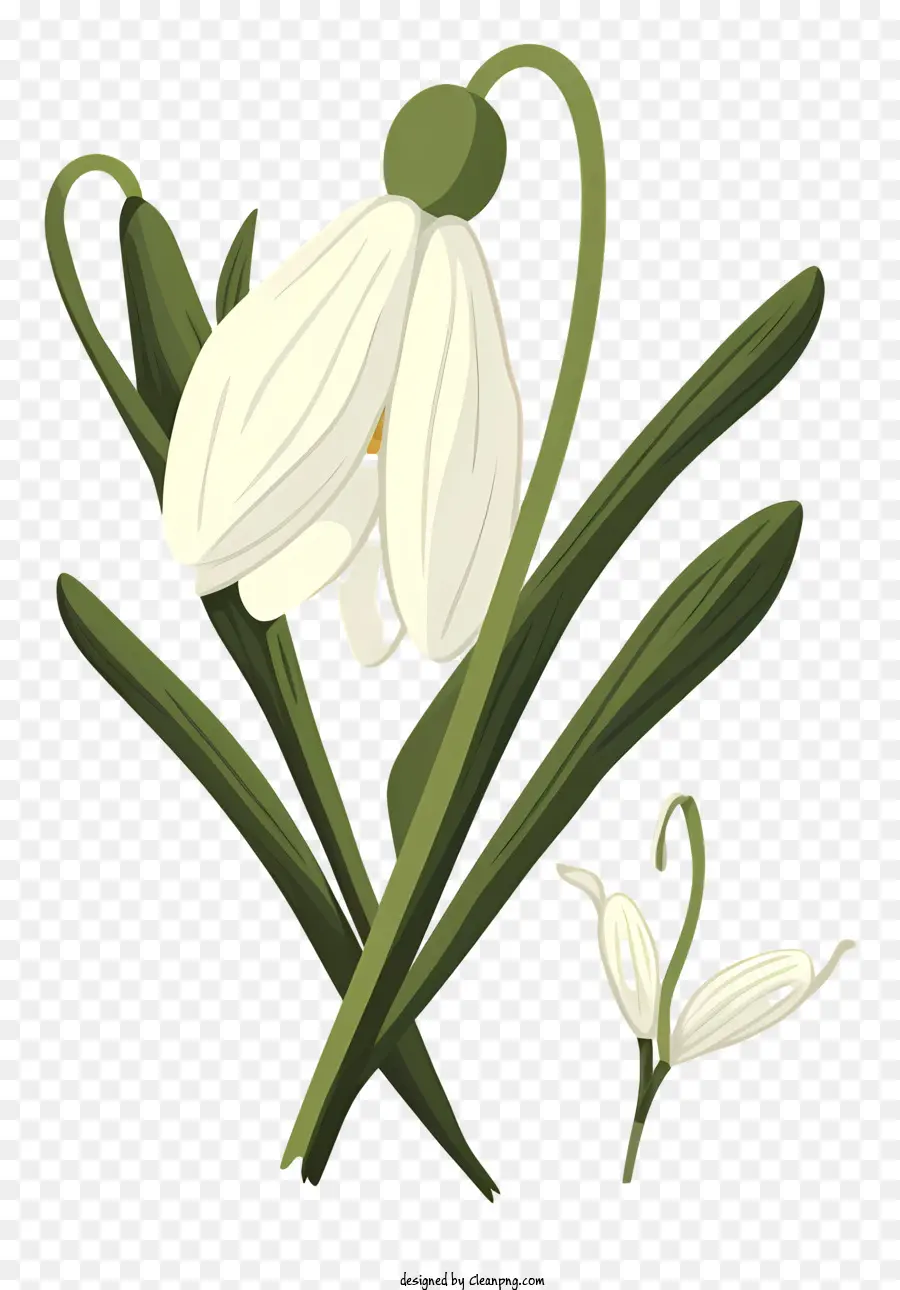 Bunga Putih，Daisy PNG