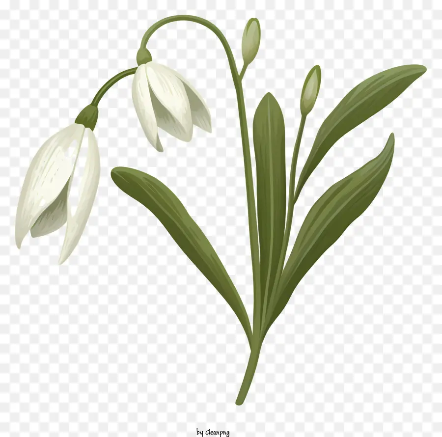 Bunga Snowdrop，Bunga Putih PNG