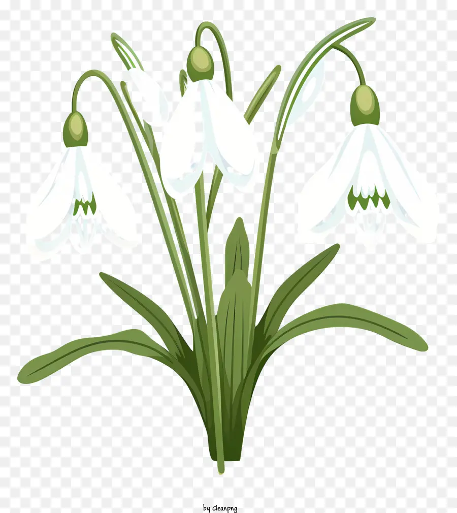 Snowdrops，Bunga Bunga Mekar PNG