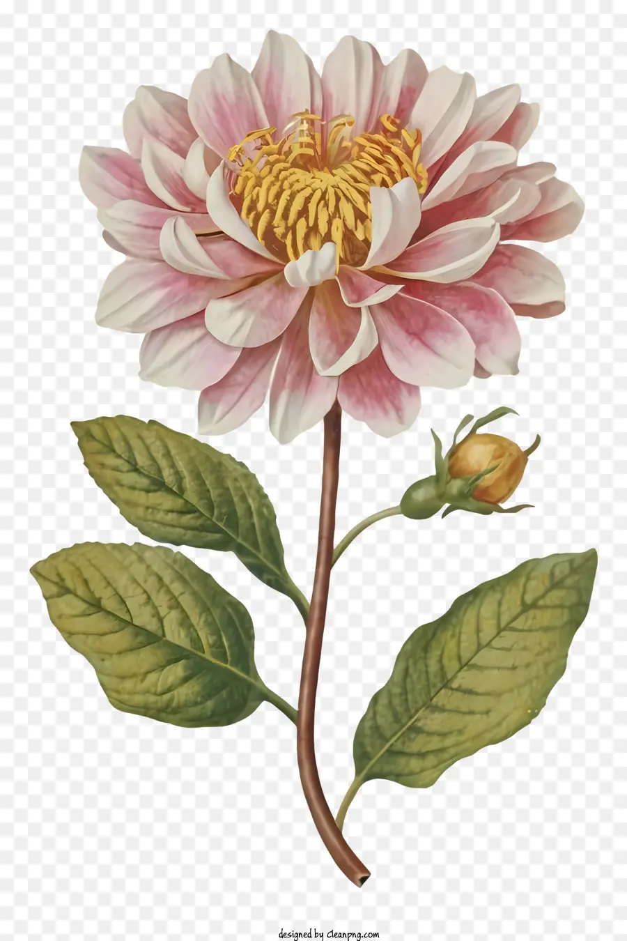 Dahlia Merah Muda，Bunga PNG